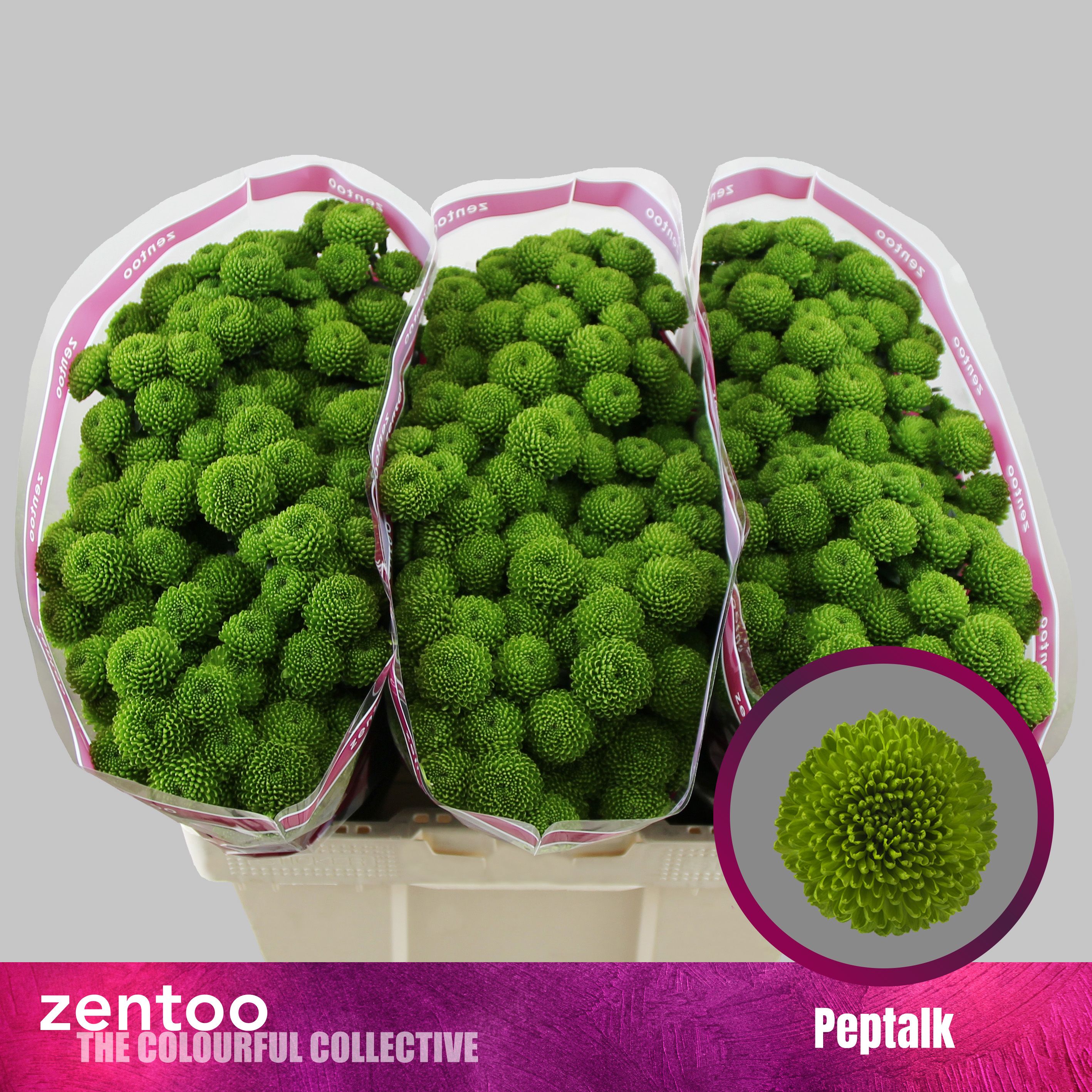 Срезанные цветы оптом Chrys sa peptalk от 225шт. из Голландии с доставкой по России