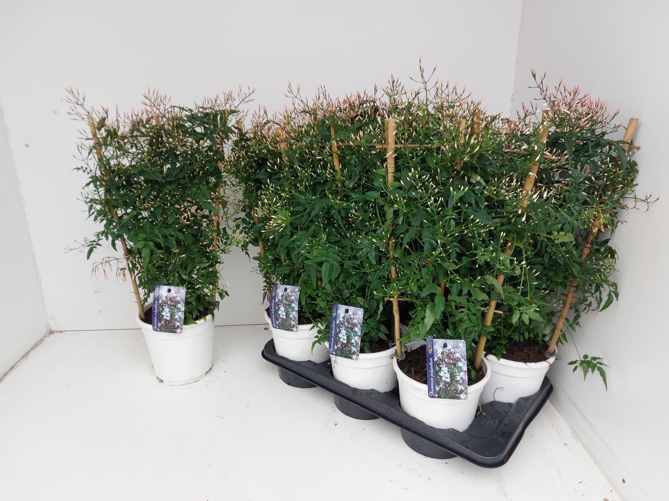 Горшечные цветы и растения оптом Jasm Polyanthum Wit от 6шт из Голландии с доставкой по России