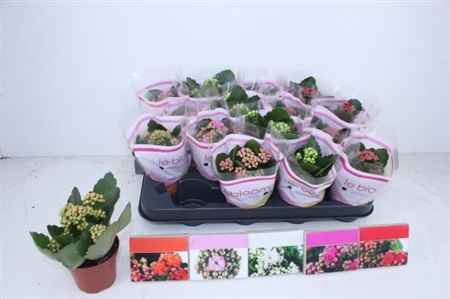 Горшечные цветы и растения оптом Kal Cal Double Mix от 16шт из Голландии с доставкой по России