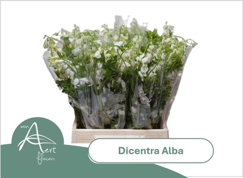 Срезанные цветы оптом Dicentra alba от 60шт из Голландии с доставкой по России