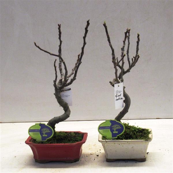 Горшечные цветы и растения оптом Bonsai Ficus Carica от 7шт из Голландии с доставкой по России