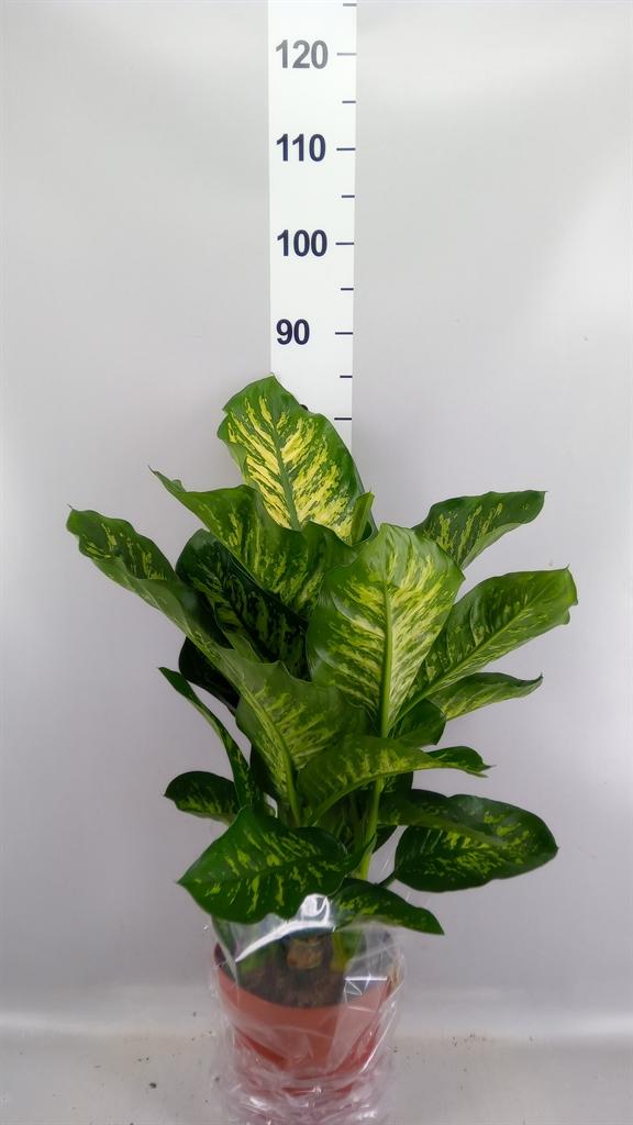 Горшечные цветы и растения оптом Dieffenbachia Seg. maroba от 1шт из Голландии с доставкой по России