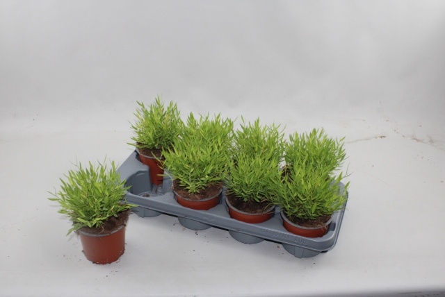 Горшечные цветы и растения оптом Pogo Monica от 8шт из Голландии с доставкой по России