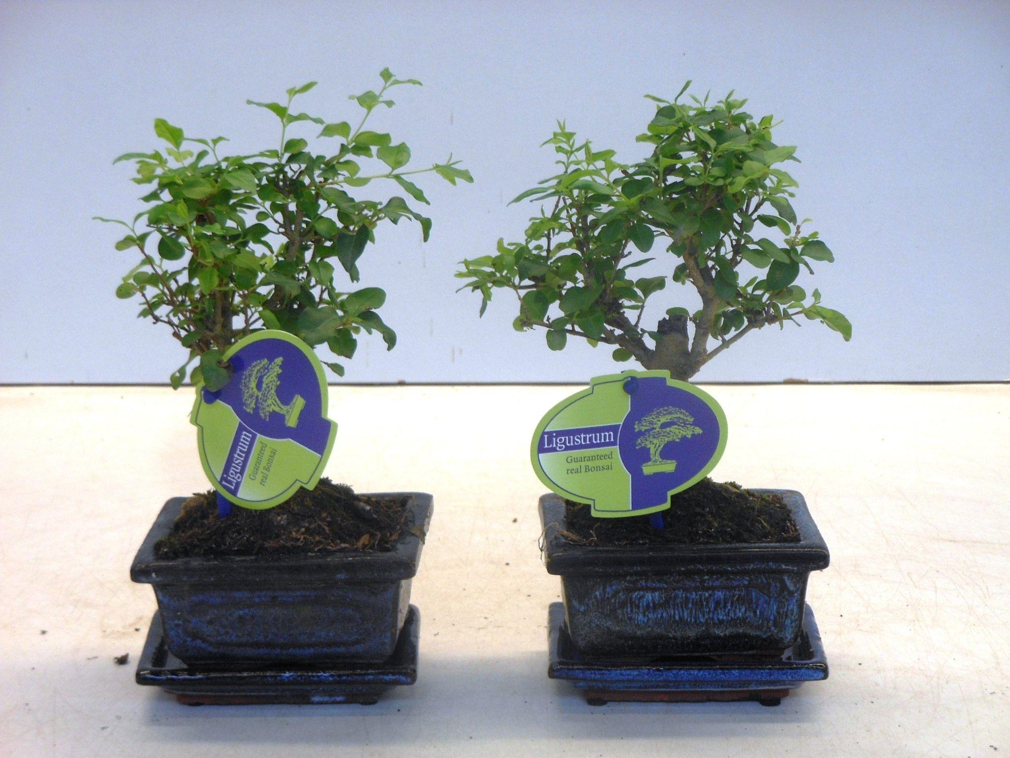 Горшечные цветы и растения оптом Bonsai Ligustrum Sinensis Broom With Drip Tray от 12шт из Голландии с доставкой по России