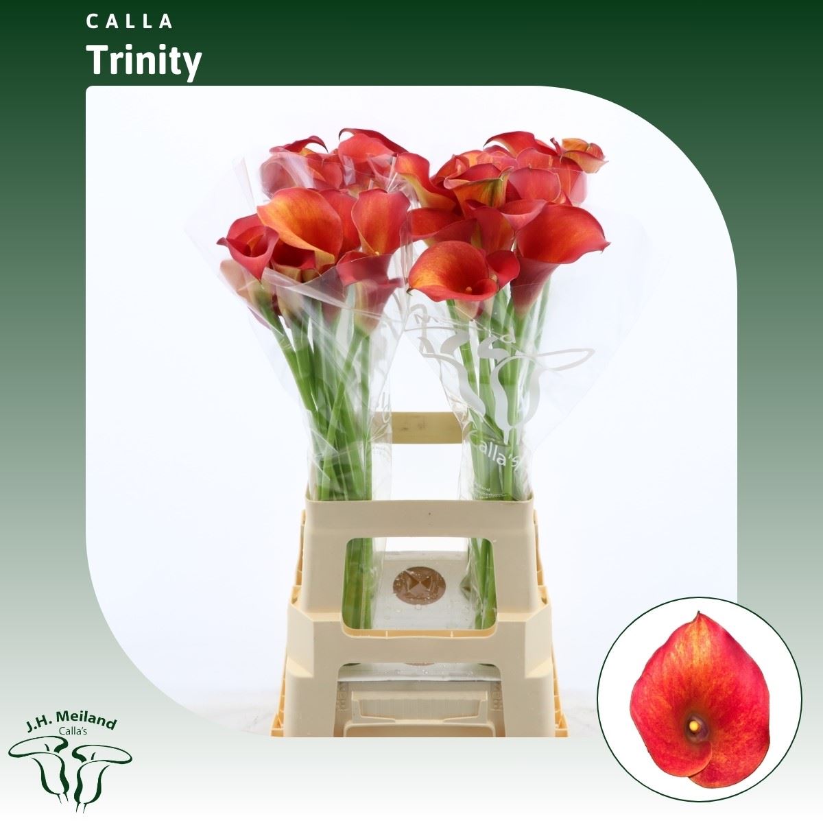 Срезанные цветы оптом Zantedeschia captain trinity от 40шт из Голландии с доставкой по России