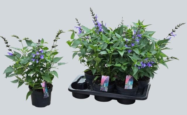 Горшечные цветы и растения оптом Salvia Lake Como от 6шт из Голландии с доставкой по России