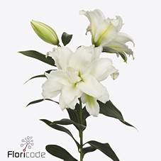 Срезанные цветы оптом Lilium or dbl roselily dejima от 100шт. из Голландии с доставкой по России