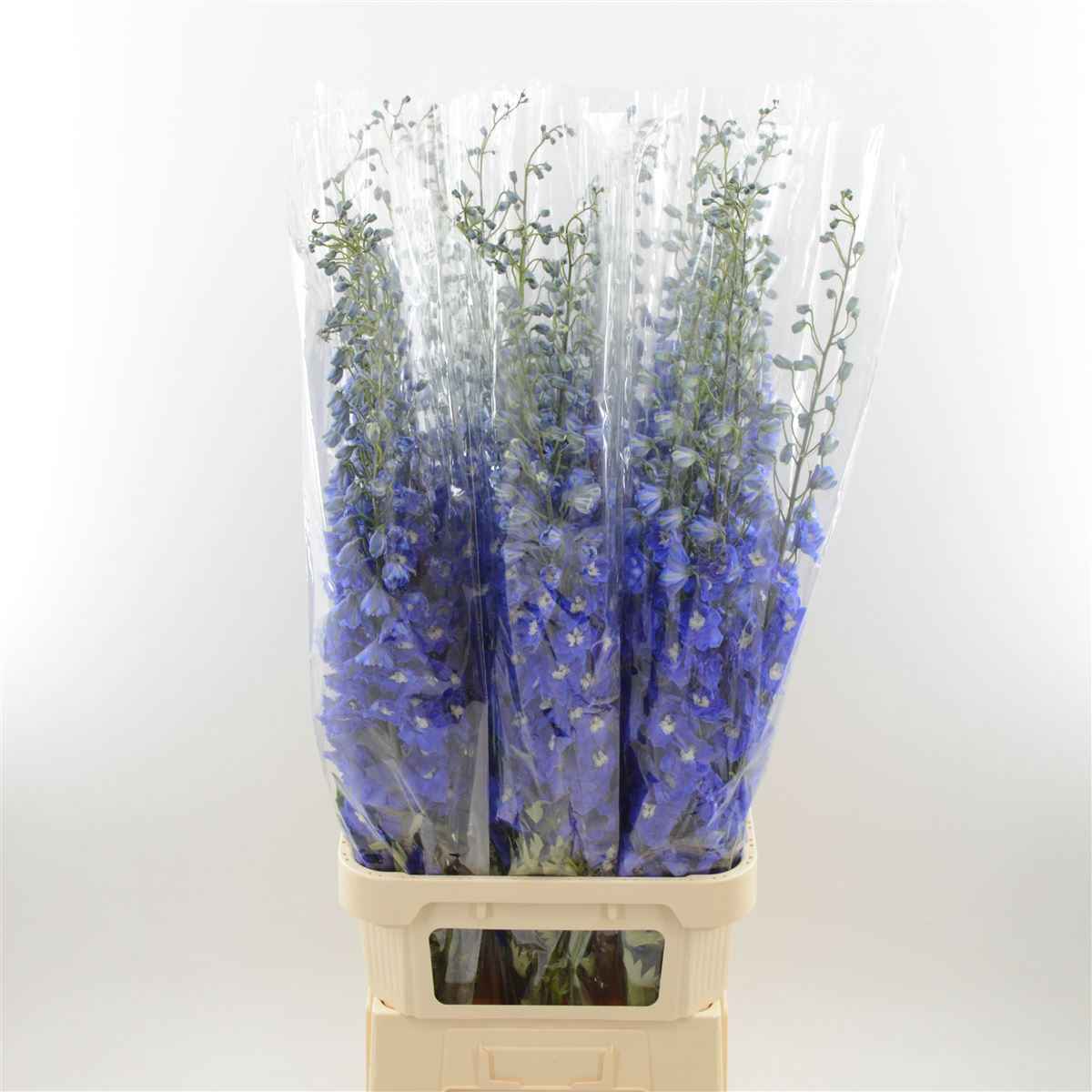 Срезанные цветы оптом Delphinium do dev navy blue от 30шт из Голландии с доставкой по России