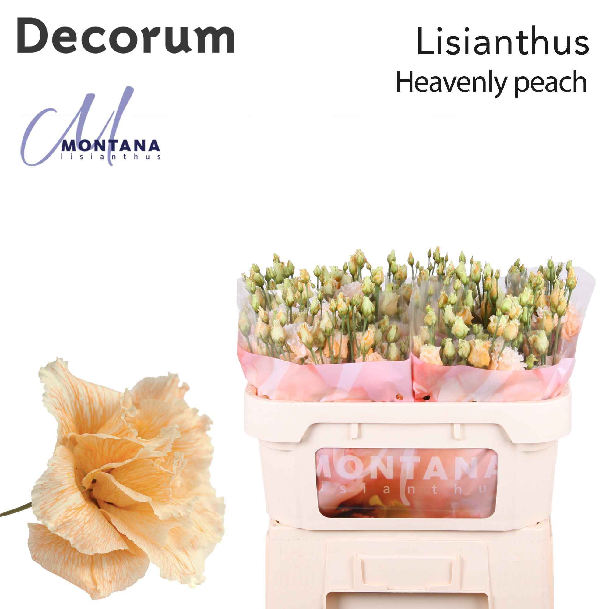 Срезанные цветы оптом Lisianthus do paint heavenly peach от 40шт из Голландии с доставкой по России