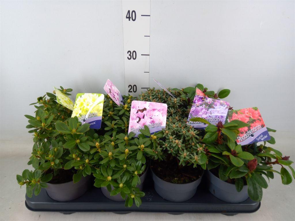 Горшечные цветы и растения оптом Rhododendron   ...dwarf Shapes от 8шт из Голландии с доставкой по России