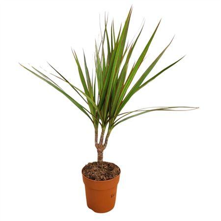 Горшечные цветы и растения оптом Drac Marginata 15cm Stem от 10шт из Голландии с доставкой по России