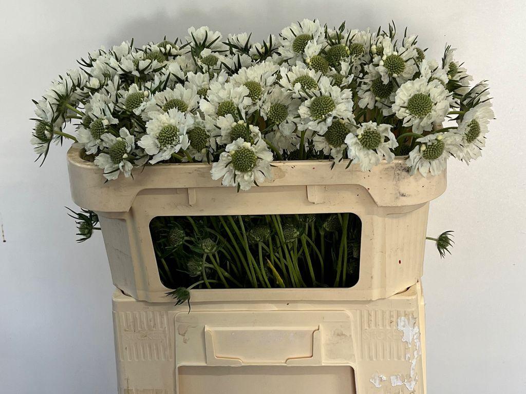 Срезанные цветы оптом Scabiosa anika от 100шт из Голландии с доставкой по России
