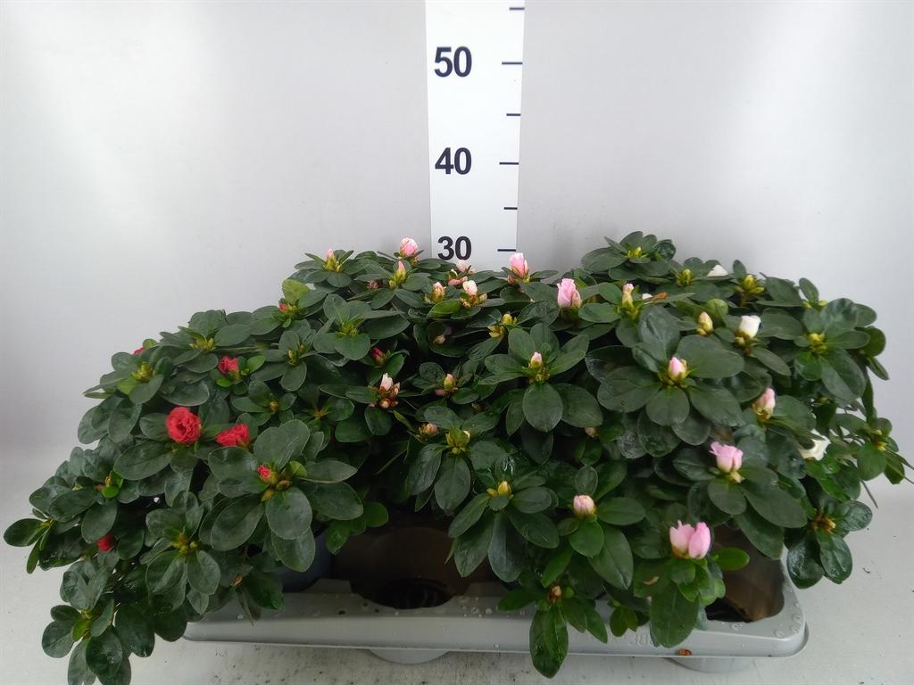 Горшечные цветы и растения оптом Rhododendron Sim. ...mix от 4шт из Голландии с доставкой по России