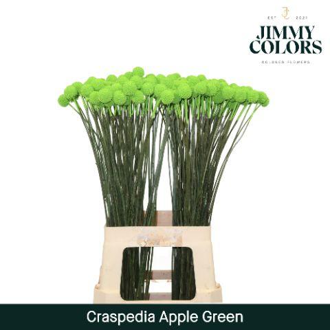 Срезанные цветы оптом Craspedia paint applegreen от 200шт из Голландии с доставкой по России