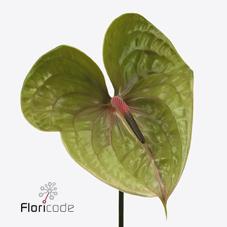 Срезанные цветы оптом Anthurium pistache от 12шт из Голландии с доставкой по России