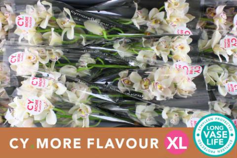 Срезанные цветы оптом Cymbidium white cascade от 16шт из Голландии с доставкой по России