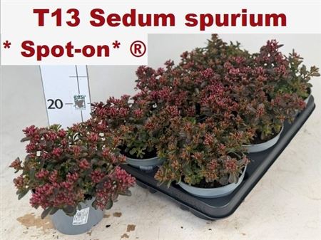 Горшечные цветы и растения оптом Sedum Spu Spot D Ros от 6шт из Голландии с доставкой по России