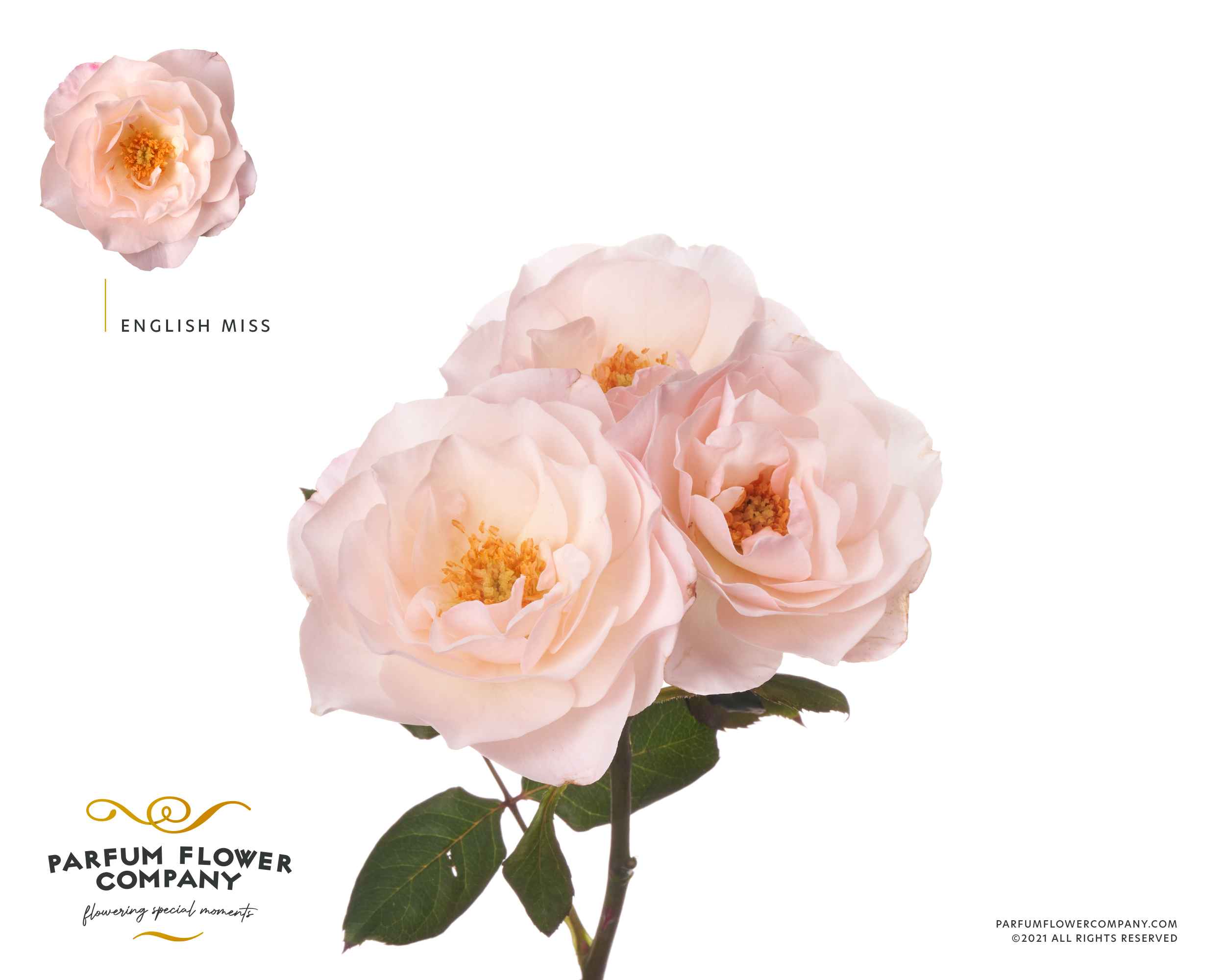 Срезанные цветы оптом Rosa sp garden english miss от 36шт из Голландии с доставкой по России