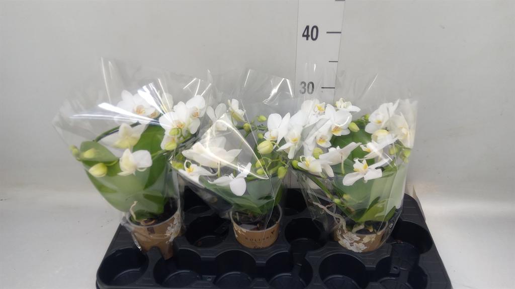 Горшечные цветы и растения оптом Phalaenopsis Multi.   ...white от 3шт (для телеги) из Голландии с доставкой по России