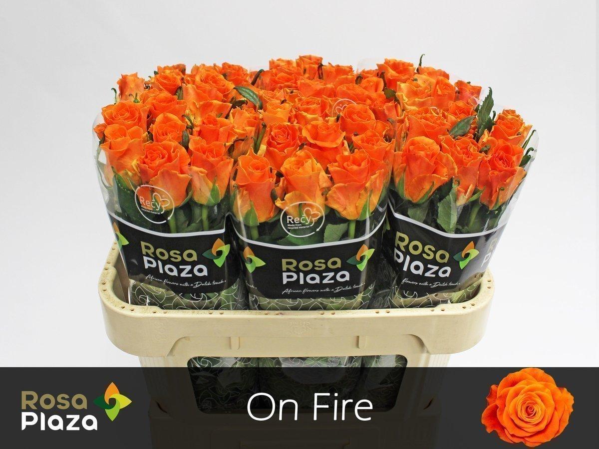 Срезанные цветы оптом Rosa large on fire от 60шт из Голландии с доставкой по России