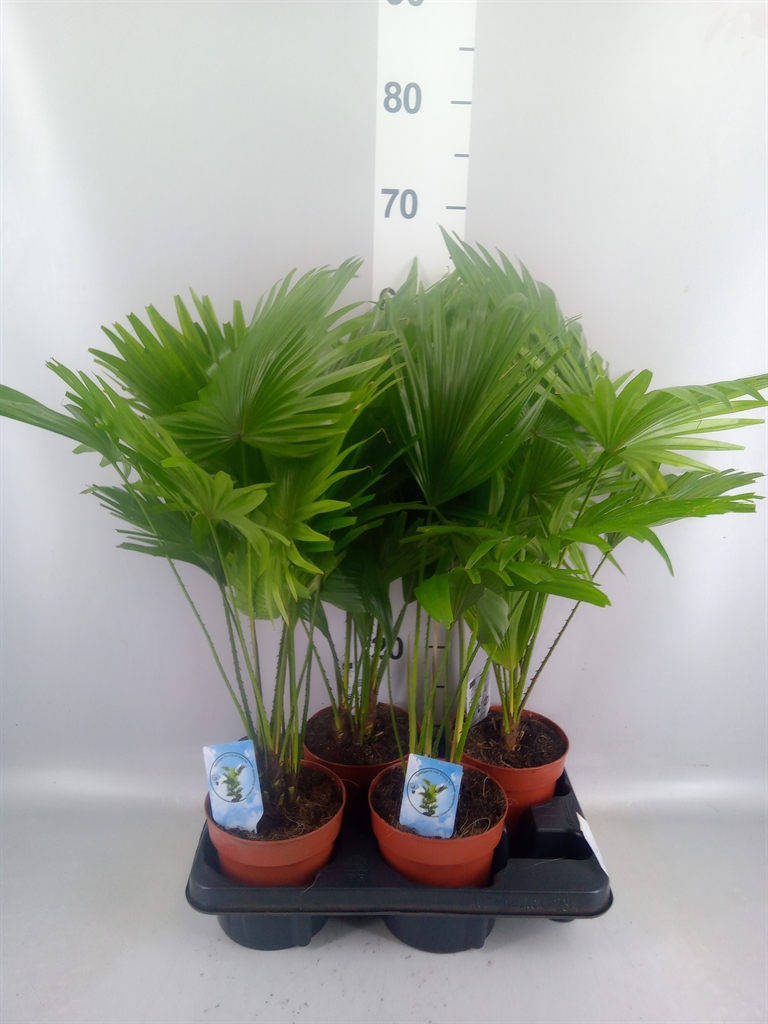 Горшечные цветы и растения оптом Livistona Rotundifolia от 4шт из Голландии с доставкой по России