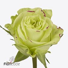 Срезанные цветы оптом Rosa ec lemon pie от 40шт из Голландии с доставкой по России