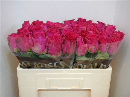 Срезанные цветы оптом Rosa large pink rhodos от 60шт из Голландии с доставкой по России