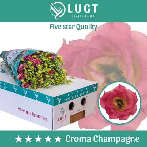 Срезанные цветы оптом Lisianthus do croma champagne от 60шт. из Голландии с доставкой по России