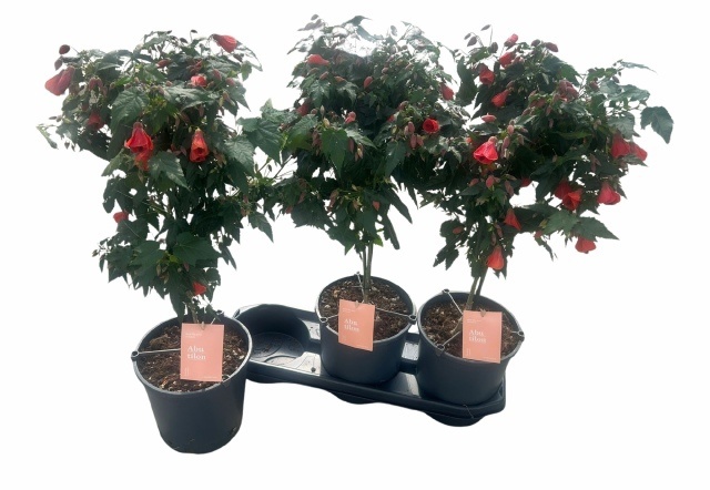 Горшечные цветы и растения оптом Abut Red Trumpet от 3шт из Голландии с доставкой по России