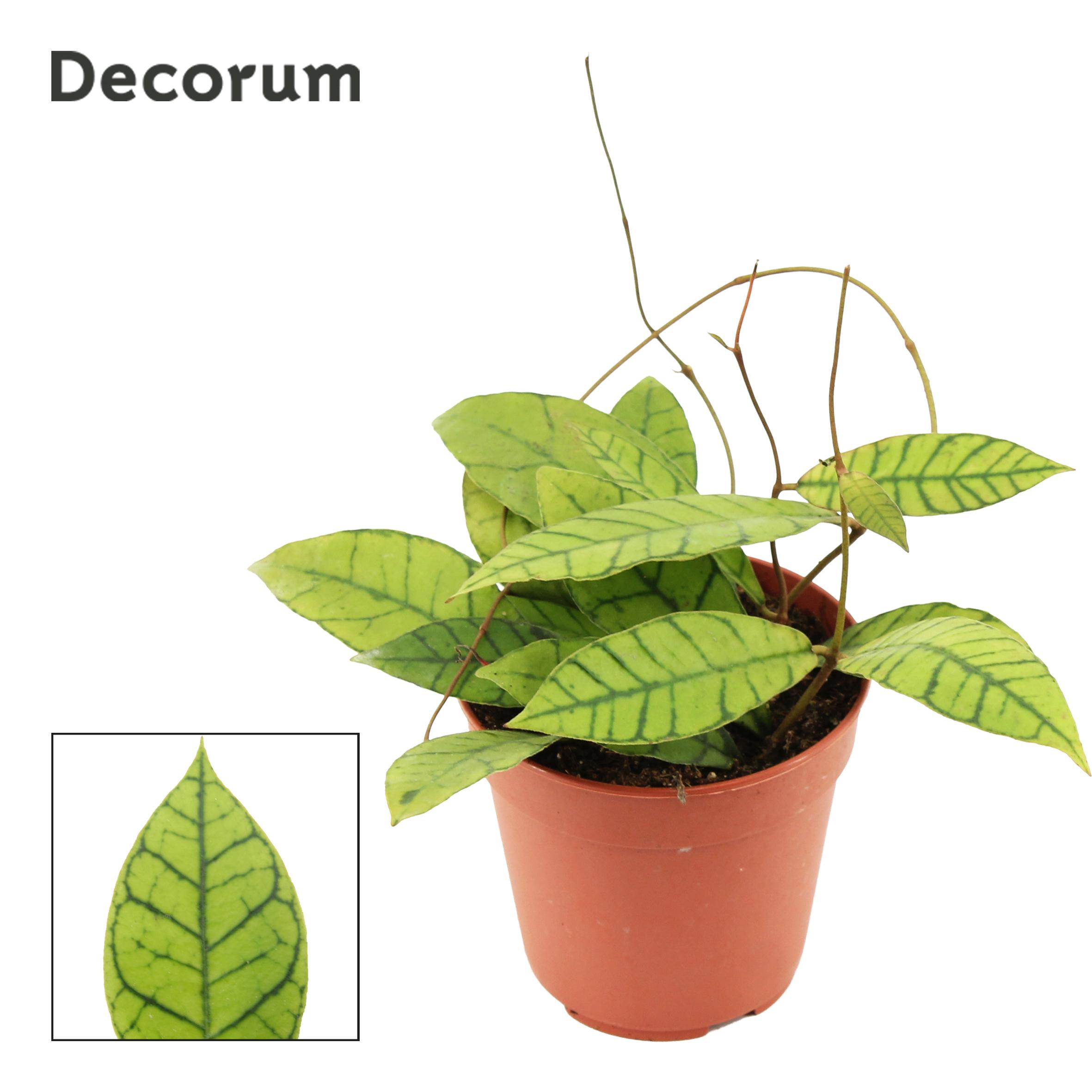 Горшечные цветы и растения оптом Hoya Callistophylla (decorum) от 10шт из Голландии с доставкой по России