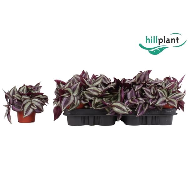 Горшечные цветы и растения оптом Tradescantia Zebrina Purpusii от 12шт (для телеги) из Голландии с доставкой по России