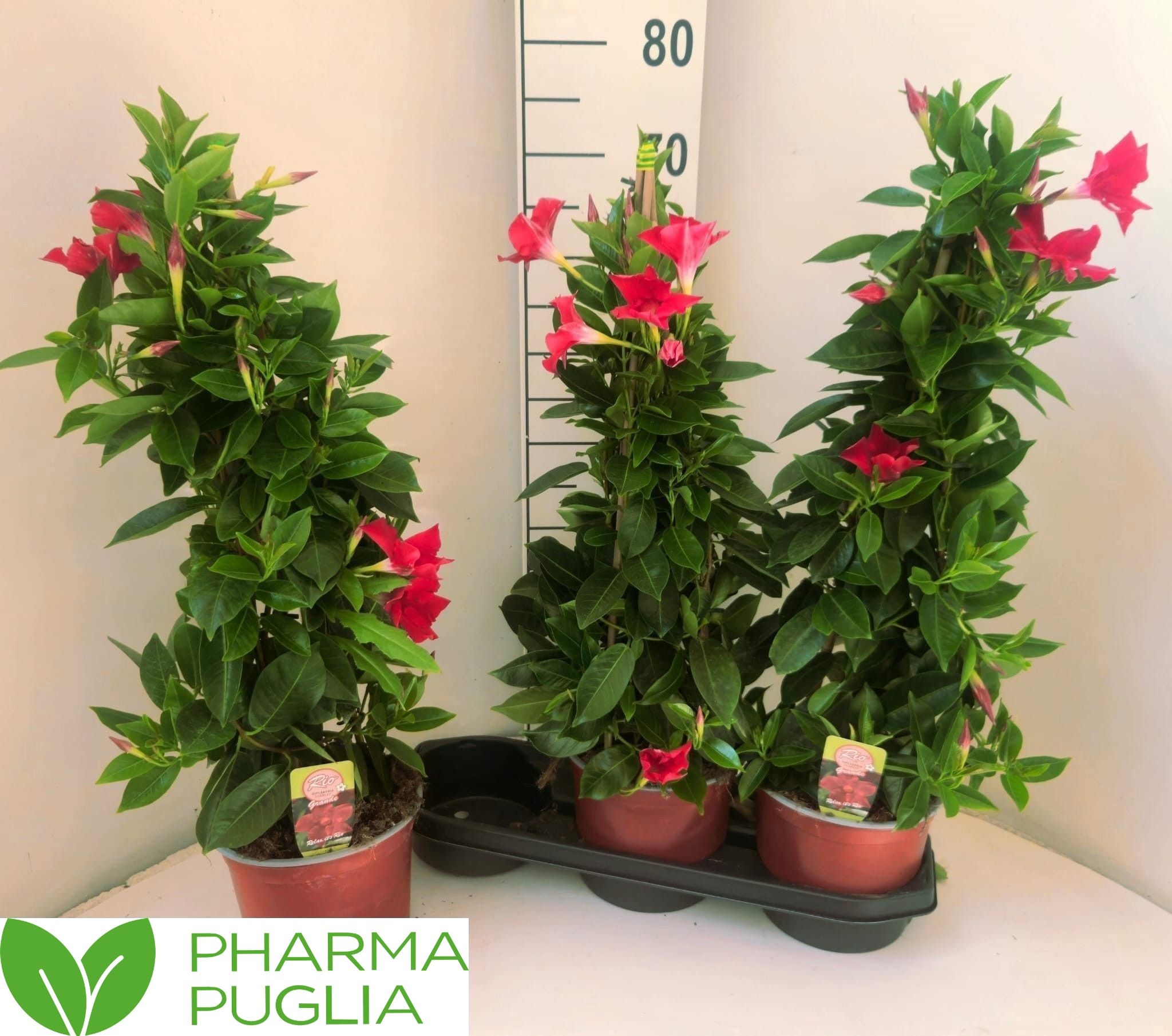 Горшечные цветы и растения оптом Mande Rio Grande Red от 3шт из Голландии с доставкой по России