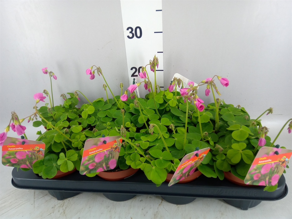 Горшечные цветы и растения оптом Oxalis Bowiei amarantha A от 8шт из Голландии с доставкой по России