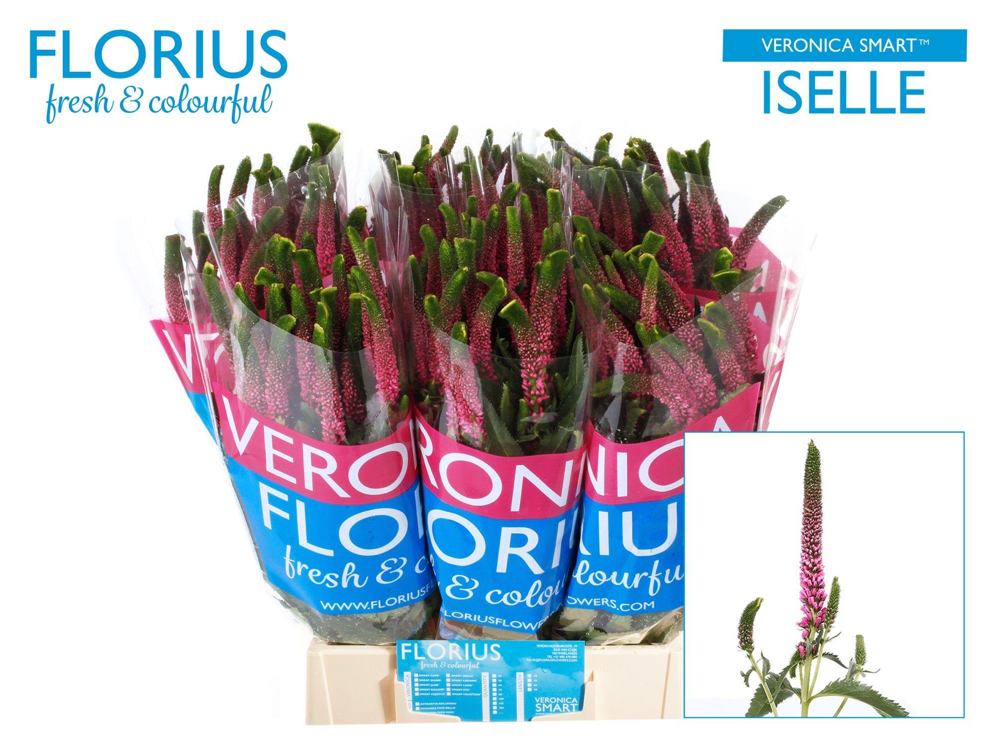 Срезанные цветы оптом Veronica smart iselle от 150шт из Голландии с доставкой по России