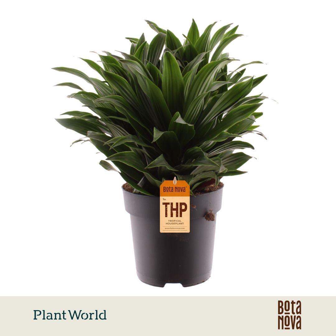 Горшечные цветы и растения оптом Dracaena Fragrans Compacta от 5шт из Голландии с доставкой по России