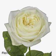 Срезанные цветы оптом Rosa la garden chic white! от 20шт из Голландии с доставкой по России