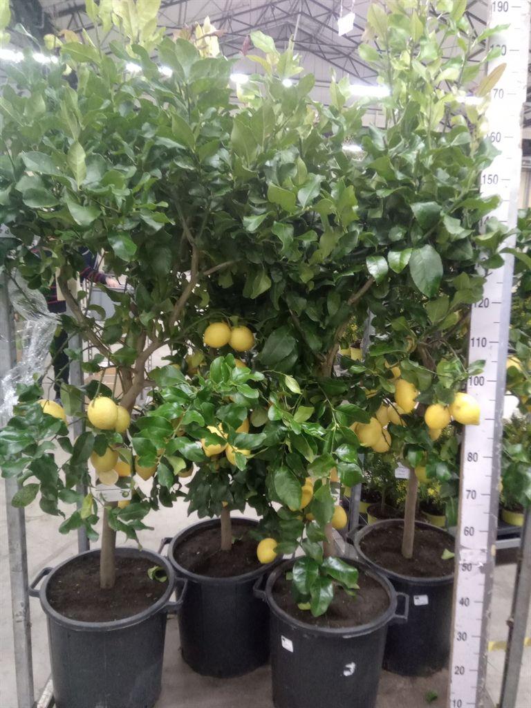 Горшечные цветы и растения оптом Citrus   ... от 1шт (для телеги) из Голландии с доставкой по России