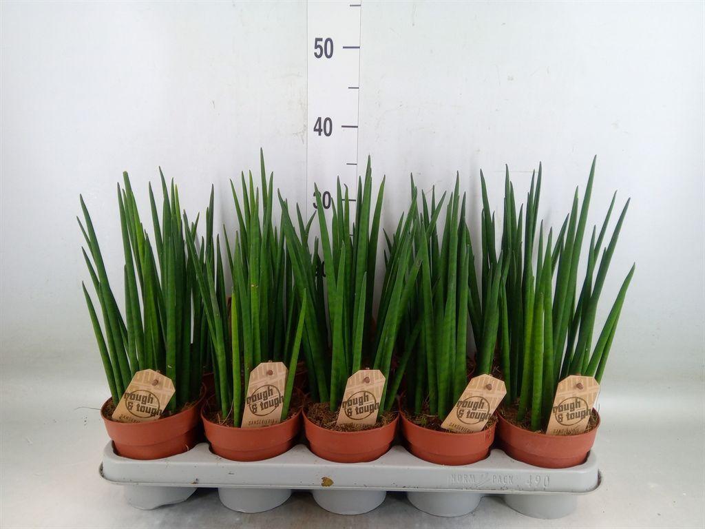 Горшечные цветы и растения оптом Sansevieria Bacularis от 10шт из Голландии с доставкой по России