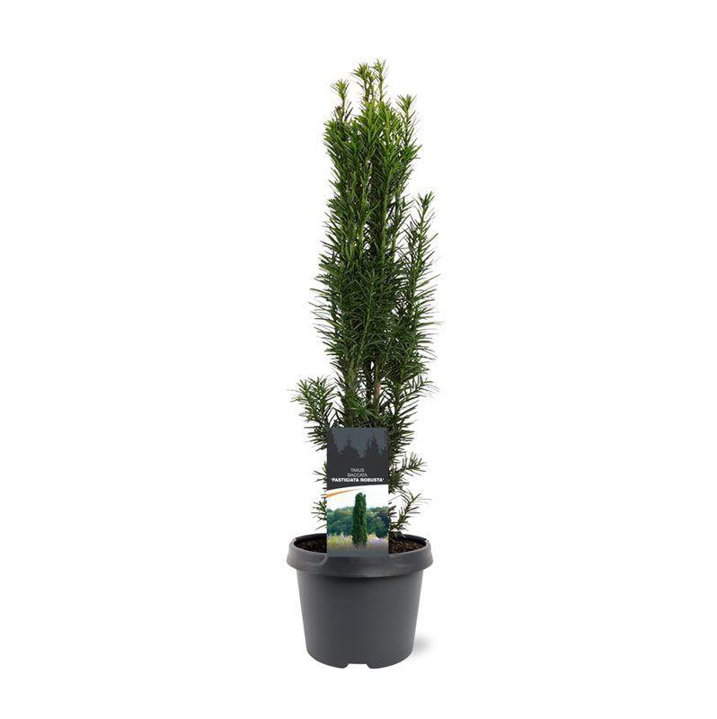 Горшечные цветы и растения оптом Taxus Bacc Fastigiata Robusta от 1шт из Голландии с доставкой по России