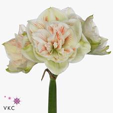 Срезанные цветы оптом Hippeastrum double nymph от 8шт из Голландии с доставкой по России