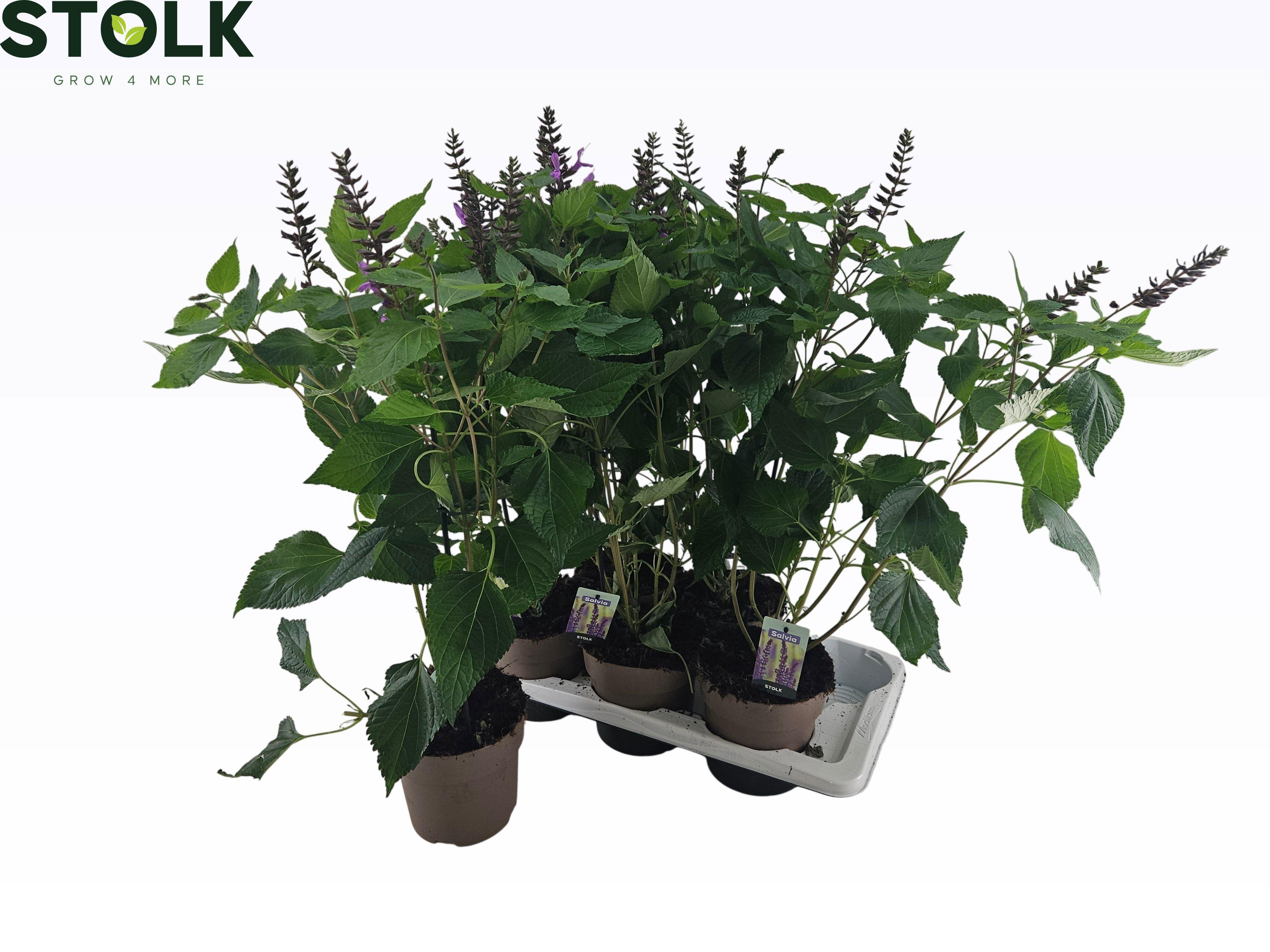 Горшечные цветы и растения оптом Salvia Ne Ov от 6шт из Голландии с доставкой по России