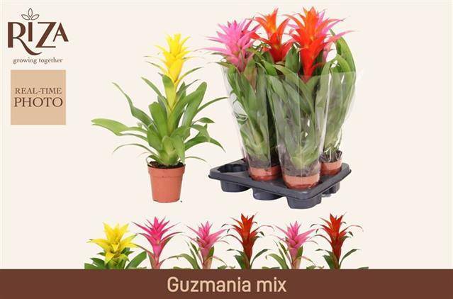 Горшечные цветы и растения оптом Guzm Gem от 6шт из Голландии с доставкой по России