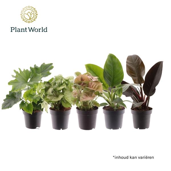 Горшечные цветы и растения оптом Groenmix (diverse Soorten) от 7шт из Голландии с доставкой по России