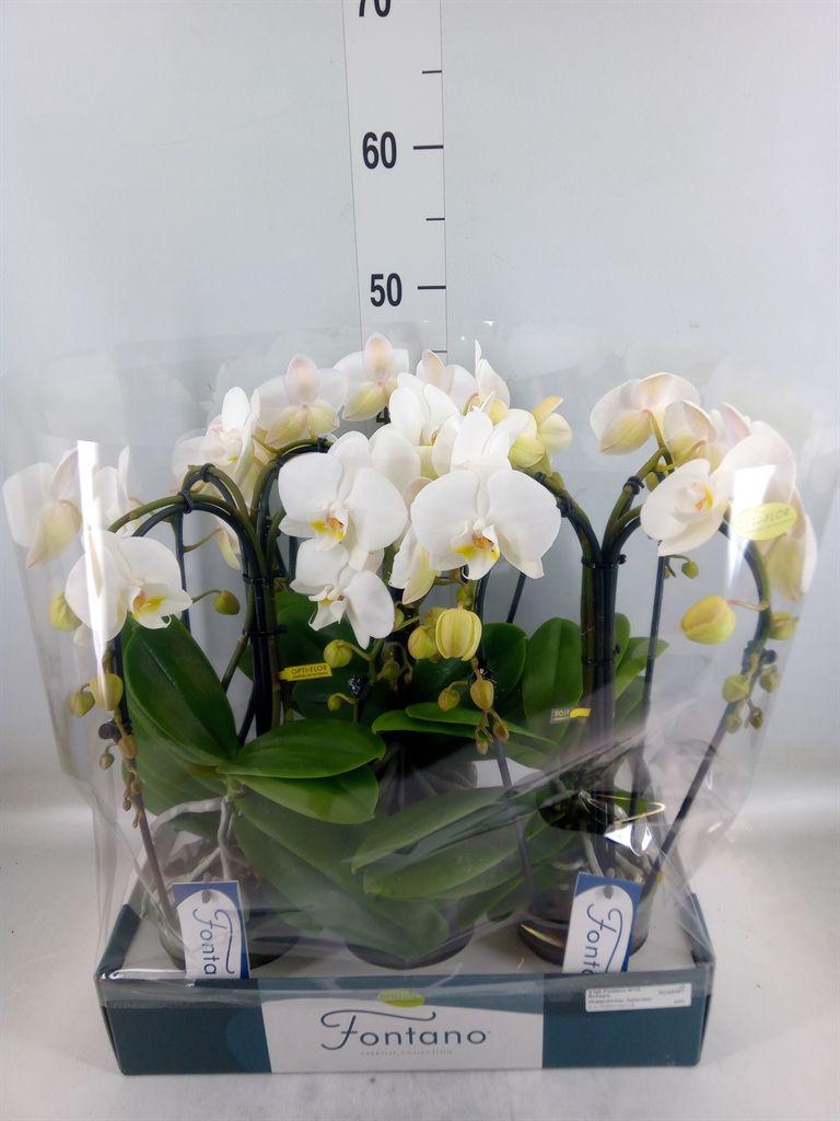 Горшечные цветы и растения оптом Phalaenopsis   ...white от 3шт из Голландии с доставкой по России