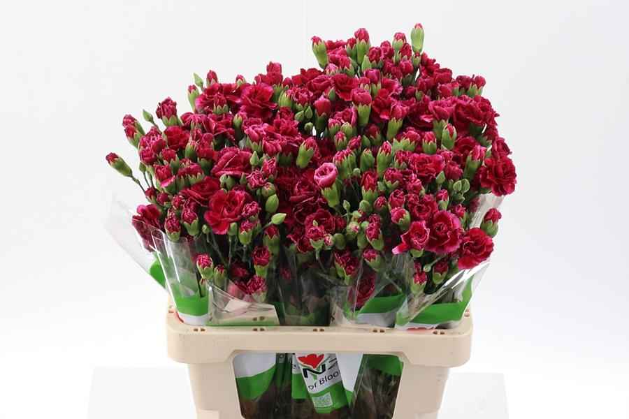 Срезанные цветы оптом Dianthus sp royal tessino от 100шт из Голландии с доставкой по России