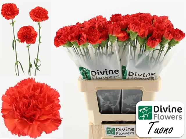 Срезанные цветы оптом Dianthus st tuono от 80шт из Голландии с доставкой по России