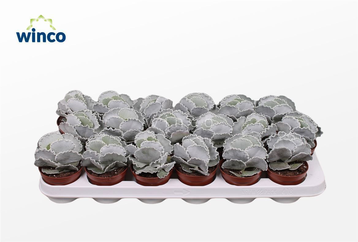 Горшечные цветы и растения оптом Cotyledon Undulata от 18шт (для телеги) из Голландии с доставкой по России
