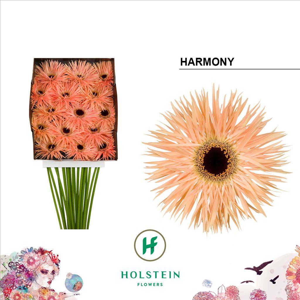 Срезанные цветы оптом Gerbera diamond gerspider harmony от 15шт из Голландии с доставкой по России