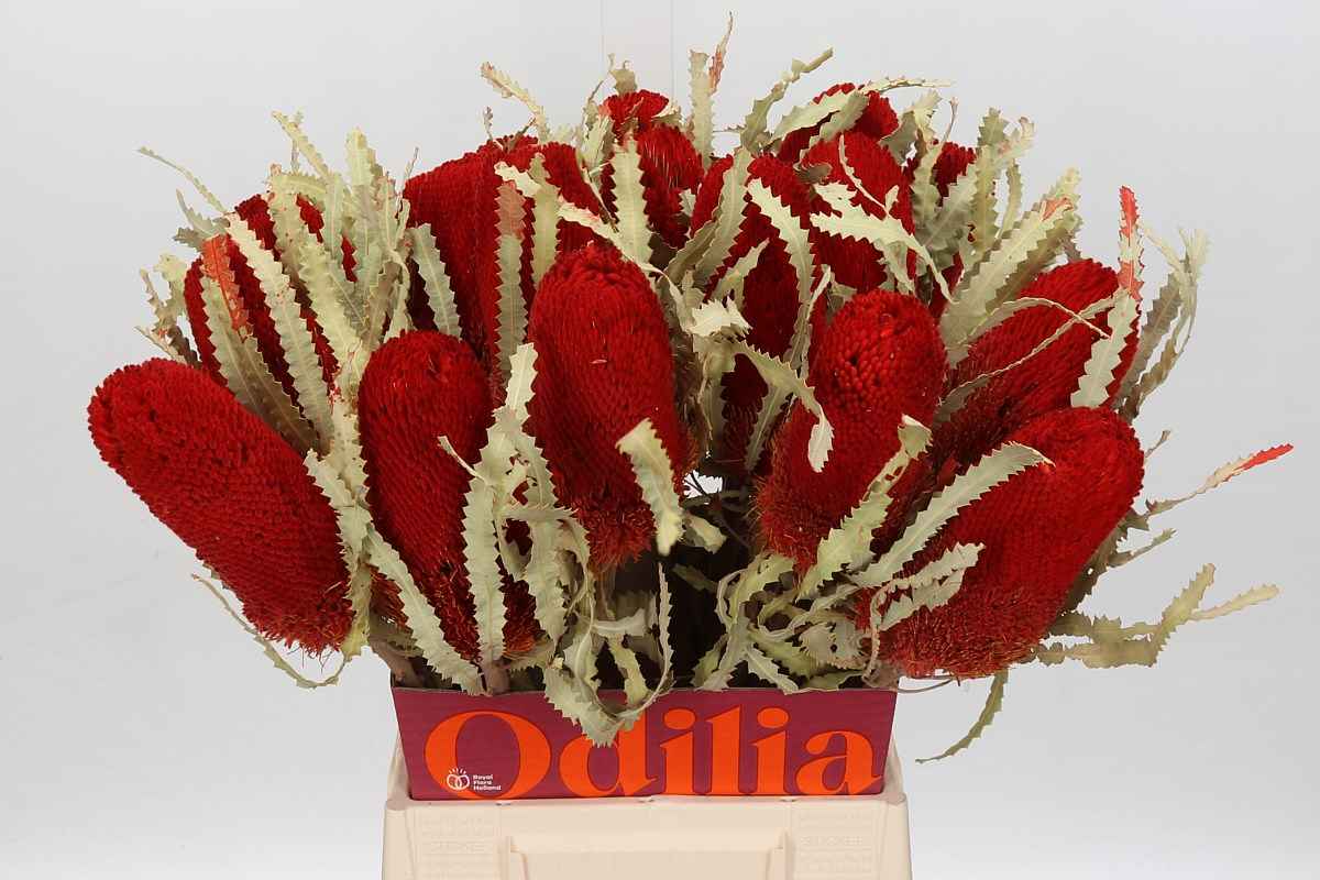 Срезанные цветы оптом Banksia paint prionotes red от 20шт из Голландии с доставкой по России