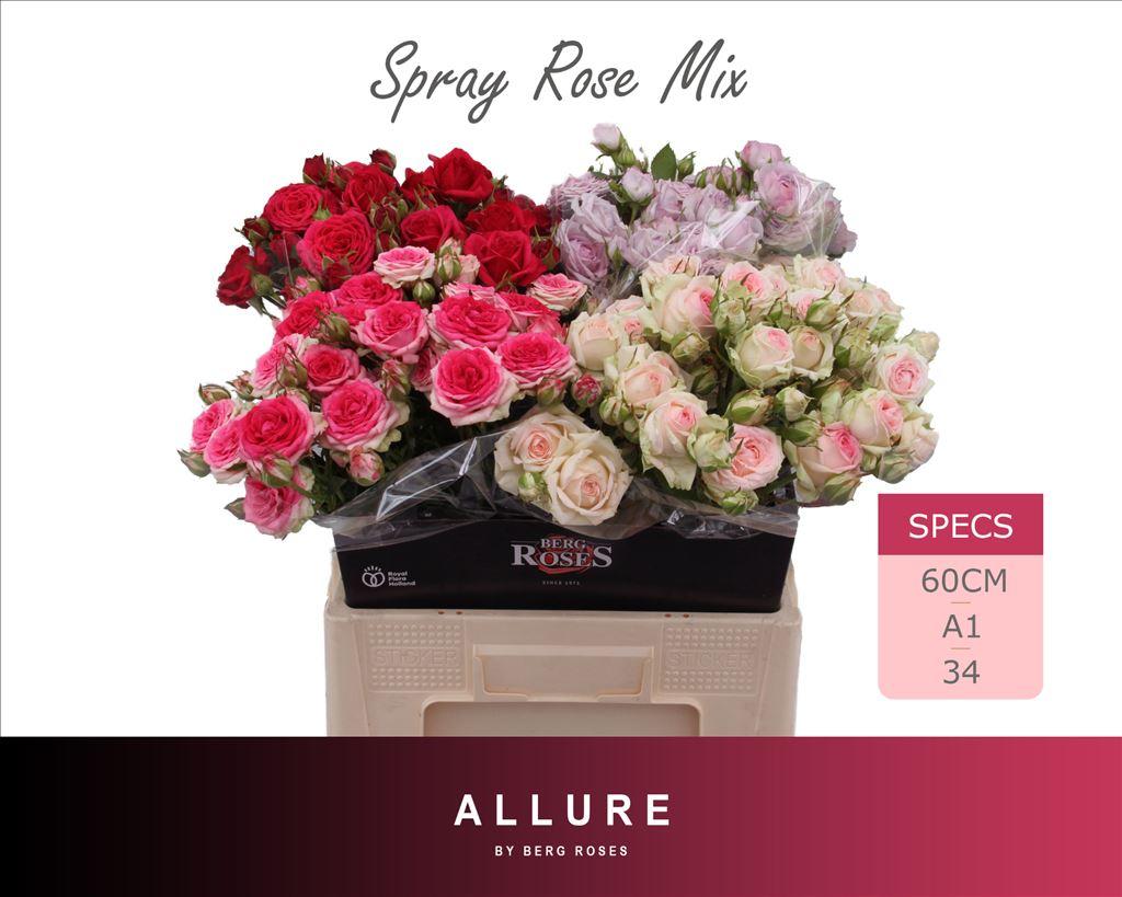 Срезанные цветы оптом Rosa spray mix allure от 30шт из Голландии с доставкой по России